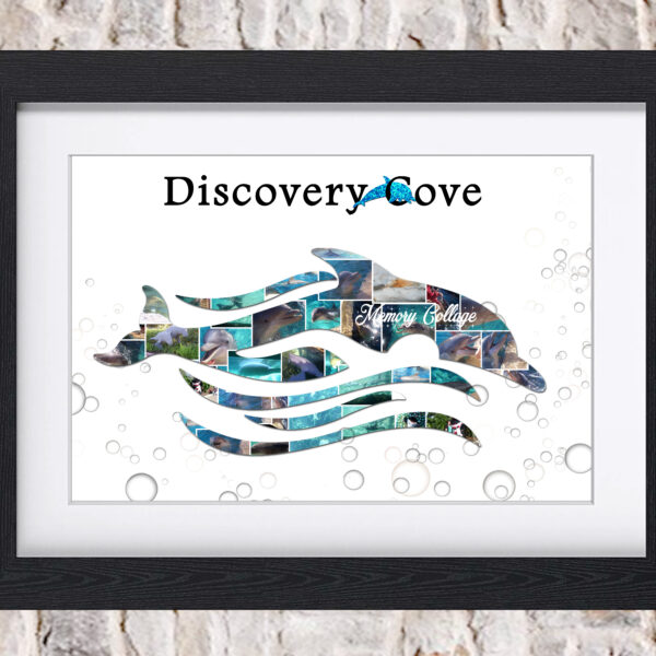 Discovery Cove Dolphin Photo Collage