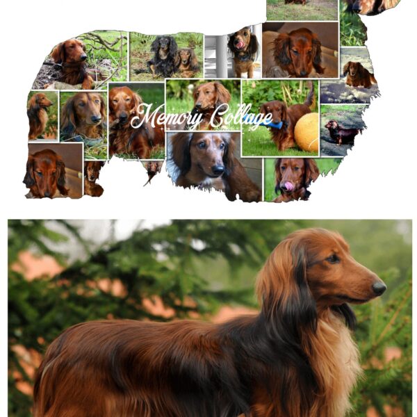 Dog Photo Collage
