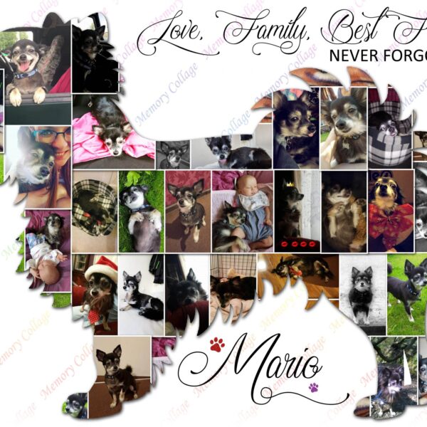 Long Haired Chihuahua Photo Collage