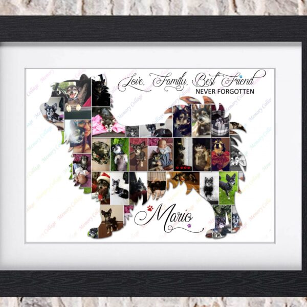 Long Haired Chihuahua Photo Collage