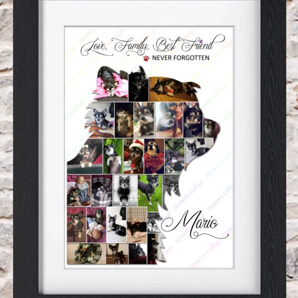 Long Haired Chihuahua Profile Photo Collage